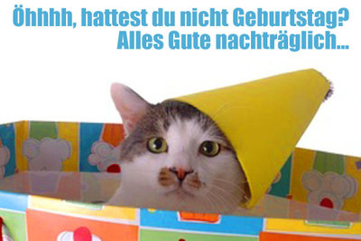 geburtstag-nachtraeglich-katze.jpg